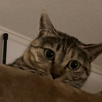 NPO法人情報公開クリアリングハウス/Access-info Clearinghouse Japan。個人的な考えや関心時、生煮えなことなどぶつぶつと呟いています。
