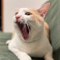 保護猫のソングくん♪ (@pyonkichi_note) 's Twitter Profile
