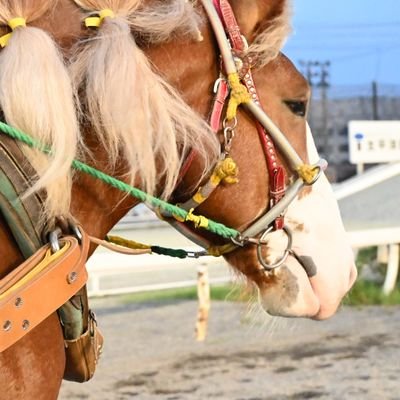 bankinkt's profile picture. ばんえい競馬に最近ハマった人(3年目)
馬以外にも写真載せたいなぁ
アヤノダイマオー推し