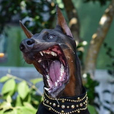 Gravimelon's profile picture. 