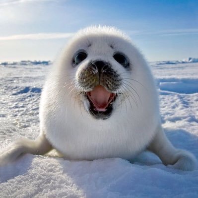 When crypto gets silly, SILI keeps it chill-y. Silly memes from your $Sili seal TG: https://t.co/0MSgKvPM42 Ca: 2RmC6W5v2yYkDsWfzU3fDm92wfCA5z2SsfAEkXnV4eY4