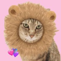 トゥイ Tui🐈⬛🐾 (@tuikotin) 's Twitter Profile Photo トゥイ Tui🐈⬛🐾 (@tuikotin) 's Twitter Profile Photo