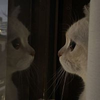 haiilenlm (@seperlunyaajaa) 's Twitter Profile