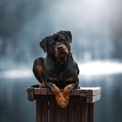 GOODVELIS's profile picture. FON