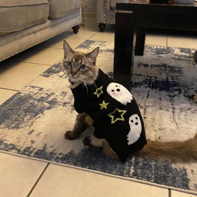 NLeon74922's profile picture. あなたの人生の毎日、誰かの顔に笑顔をもたらすように努めてください。 私は動物の命を軽視する人が大嫌いです⚡ 。 たまにツイートします。