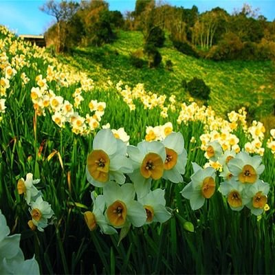 🪷 شایسته است انسان در موضع گیری های مثبت و منفی خود نسبت به یک امر،تا زمانی که حقیقت ِ آن برایش روشن نگردیده است ،مقداری درنگ کند.🌿