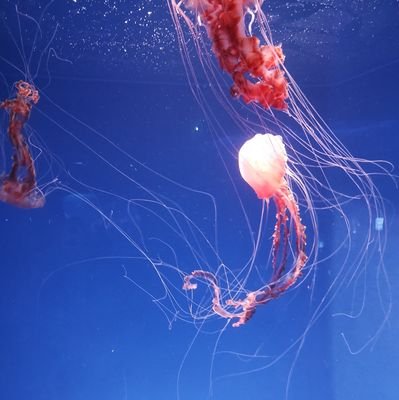 アカ分けできない/
おすすめ眺めて色んなとこにイイネしてます/
なにわ男子の西畑大吾さんが推しです✨