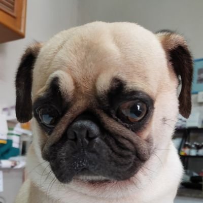 shigorn's profile picture. 