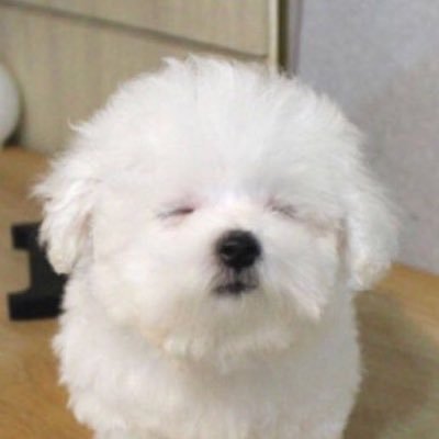 danghamao's profile picture. 내가 무엇이 되든 무엇이 돼주는 존재