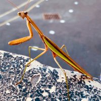 Alyssa Colon-Garcia (@yps_ela_pk12) 's Twitter Profile