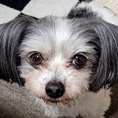 sHIsmoR0OA7997's profile picture. チワワとマルチーズの8歳♂️🐶パピヨンの14歳♂️🐶(白内障)の2人の飼い主。
介護士をやってる只今反抗期一児の母、癖強めの旦那の嫁してます💓めっちゃ動物大好き❤️動物動画にハマってます🎵
仲良くしてやってください✨🍻🎶
慣れてませんが宜しくお願いいたします🙇