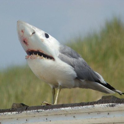 SlushSkull's profile picture. h