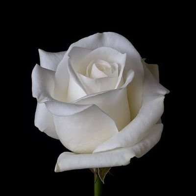 salehalatif's profile picture. ہم وہاں ہیں جہاں سےہم کو بھی کچھ ہماری خبر نہیں آتی.    
As long as u r my best friend, u r never going through anything alone
