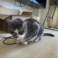 bruno (@cassakatenz) 's Twitter Profile