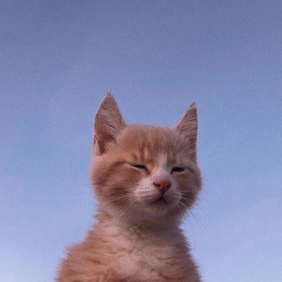 omarkoboska's profile picture. cham i prostak