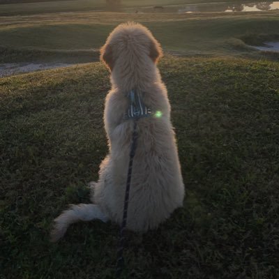 tauriandom's profile picture. 