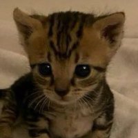 Gloomi Uzzi (@gloomioozi) 's Twitter Profile