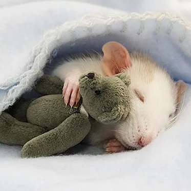 Bióloga de bata.
Cuenta para hablar de frikadas, neurociencia y un poco...de cualquier cosa, para qué vamos a negarlo