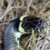 Notts Amphibian and Reptile Group (@notts_arg1) Twitter profile photo Notts Amphibian and Reptile Group (@notts_arg1) Twitter profile photo