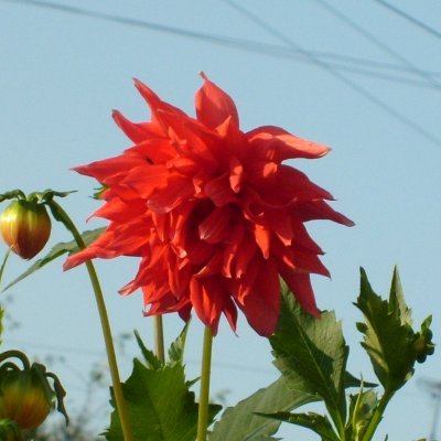 _did_inside_'s profile picture. 