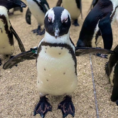 BShinomiya's profile picture. 最高位戦日本プロ麻雀協会 第45期前期/C2リーグ/天鳳