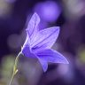 kireinaphotoda's profile picture. 花🌷/木🌿/自然/風景の写真が中心で繋がっていきたいです。 ⚠️DMは❌ブロックします!リプは、ごめんなさい返信できないです😰フォロー、フォロバの挨拶不要で大丈夫です☺無言フォロー失礼します🙏
