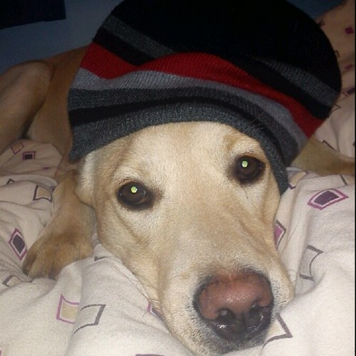 carolynd35's profile picture. 