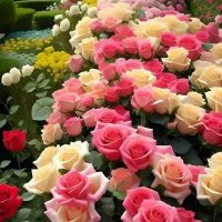 محابر الدموع (@aldmw9078) 's Twitter Profile