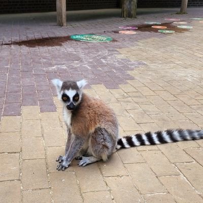 Jezippy1's profile picture. Nopitity nope noping on out of the happy little rat race