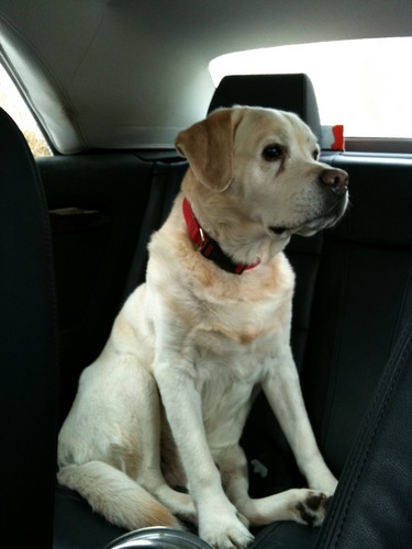 adsergent's profile picture. CEO @agence_shan #European #Runner #Alpinism