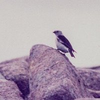 Alan Roe (@alanroe1) 's Twitter Profile Photo