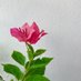 Bougainvillea (@nadiya_hya) Twitter profile photo Bougainvillea (@nadiya_hya) Twitter profile photo