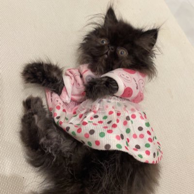 nada709070's profile picture. تذوق القياس النفسي للوصول لمعيار منطقي هدف اطمح لتحقيقة . دكتوراه في القياس والتقويم، اجدني في لهفة امي