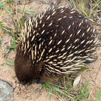 Ellen White (@ellenwhiteaus) 's Twitter Profile Photo Ellen White (@ellenwhiteaus) 's Twitter Profile Photo