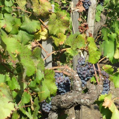 chrisywarner's profile picture. 