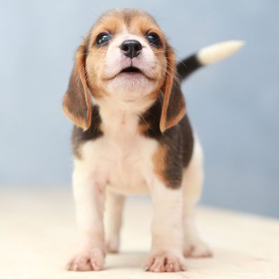 spcmssl57019's profile picture. runaway and stray