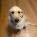 Bearish Dog (@bearishdog) Twitter profile photo Bearish Dog (@bearishdog) Twitter profile photo