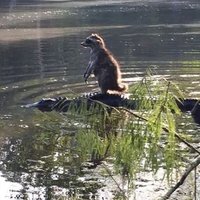 Baz (@bazzhb) 's Twitter Profile