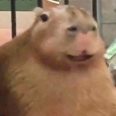 acucar87's profile picture. capivaras são simplesmente increiveis