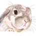 ぺぺろんママ{うさぎさんの食器を販売してます🍽️🐇) (@rabbitmorekm) Twitter profile photo ぺぺろんママ{うさぎさんの食器を販売してます🍽️🐇) (@rabbitmorekm) Twitter profile photo