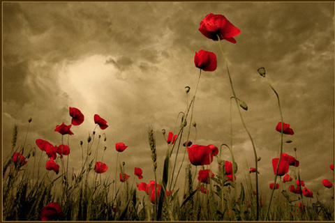 WimVerhaegen1's profile picture. 