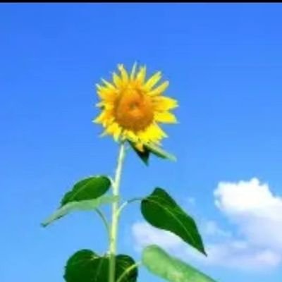 wjishliknkn3's profile picture. 世界之大，无奇不有
It takes all sorts to make a world