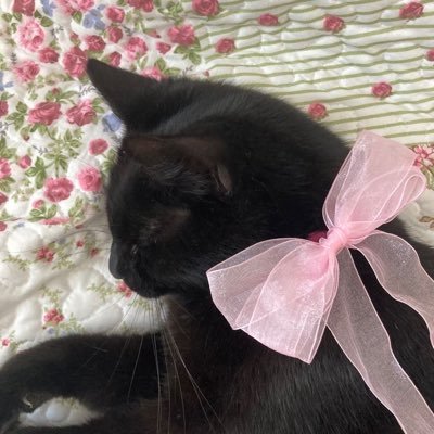 ⋆⁺₊⋆♡kyun♡⋆⁺₊⋆을 아시나요...?