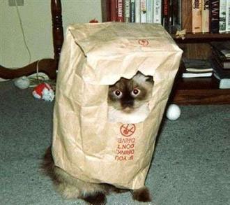 LntFrankDrebin's profile picture. A man with a Peanut for a head  can be sold as elephant bait  Aristotle ( this may or may not be true!