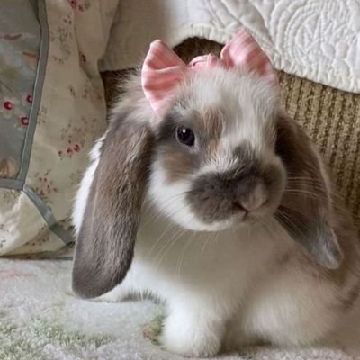 cudos20fe8plus's profile picture. esse coelho é tãoooo lindo 🐇