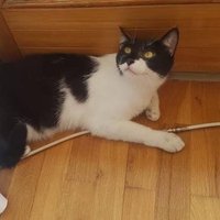 猫好き (@im_james32) 's Twitter Profile