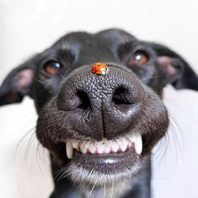 sosa53314's profile picture. super chido