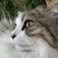 ガク@Webエンジニア (@necono_engineer) 's Twitter Profile Photo