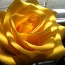 Nancy Plaisance - @nplaisance - Twitter