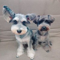 バート🐶ベル🐶ミニチュアシュナウザー (@lfircf9abhotphf) 's Twitter Profile